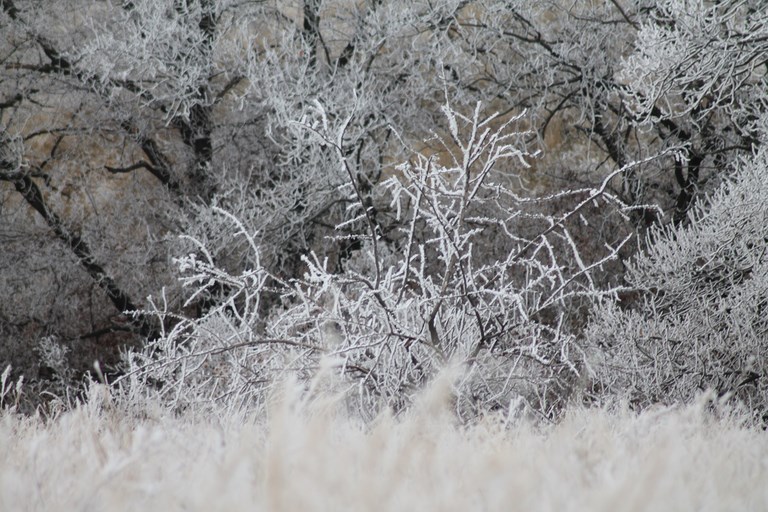 Le givre est omniprésent à Volgograd en hiver