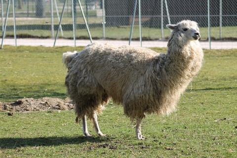 Lama, parce que je n'avais pas d'âne à disposition...