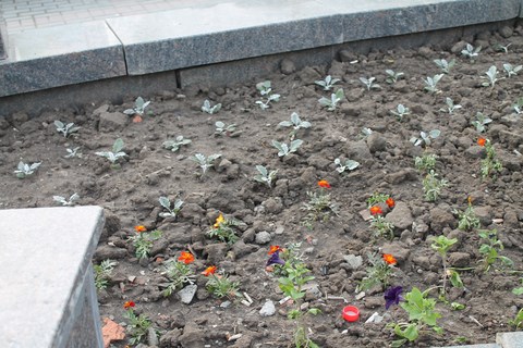 Parterre de fleurs à Saratov